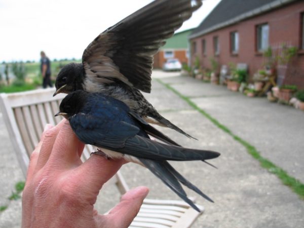 Rauchschwalbe www.wildvogel-rettung.de