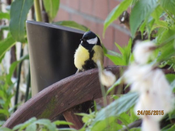 Kohlmeise www.wildvogel-rettung.de