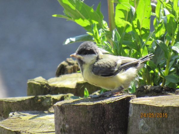 Kohlmeise www.wildvogel-rettung.de