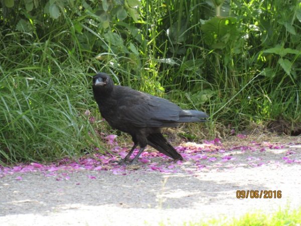 Rabenkrähe www.wildvogel-rettung.de