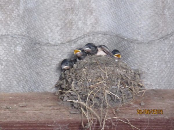 Rauchschwalbe www.wildvogel-rettung.de