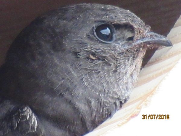 Mauersegler www.wildvogel-rettung.de