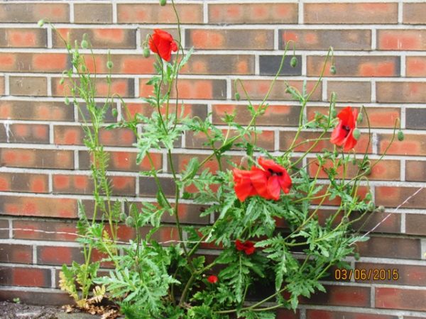 Mohn www.wildvogel-rettung.de