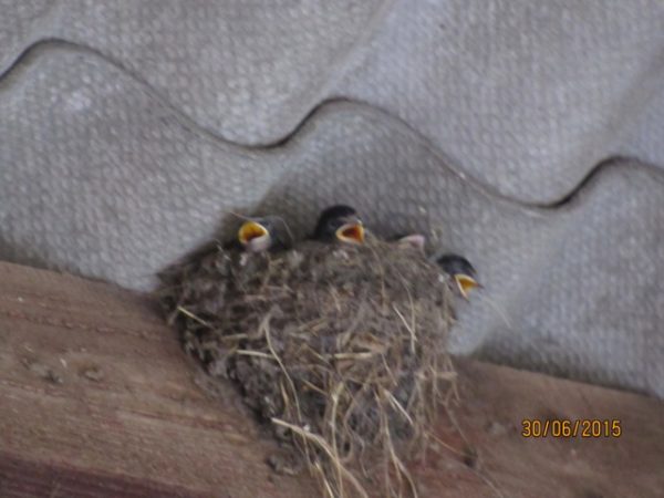 Rauchschwalbe www.wildvogel-rettung.de